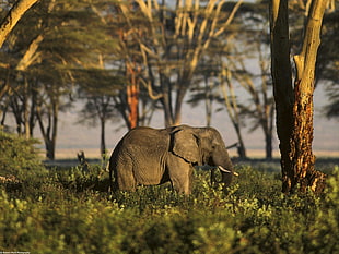 black elephant, animals, nature, elephant HD wallpaper