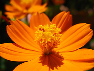 close-up photo of orange Cosmos flower