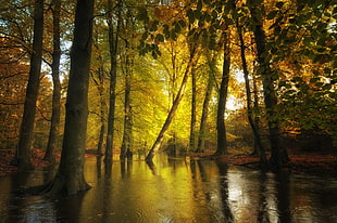 green leaf trees, forest, creeks, fall, leaves