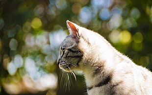 shallow focus photo of gray and black tabby cat