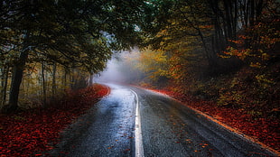 photo of road surrounded by trees