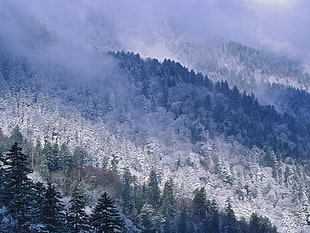 snow filled trees