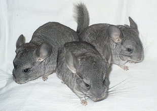 three gray rodents HD wallpaper