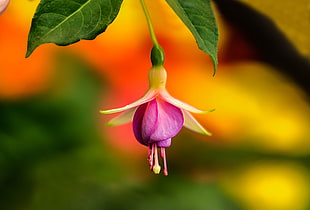 purple and white Fuchsia flower HD wallpaper