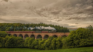 brown concrete bridge, nature, landscape, trees, forest