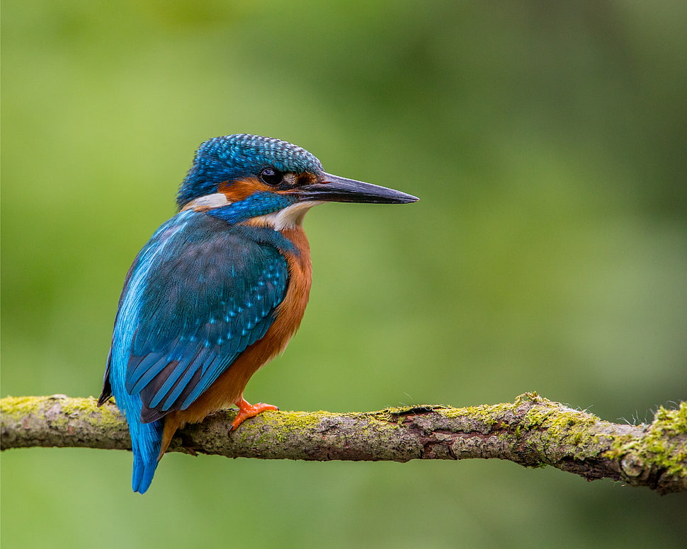 shallow focus photography of Kingfisher on tree branch HD wallpaper