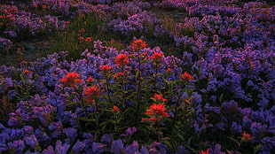 red Indian sage flowers, photography, red flowers HD wallpaper