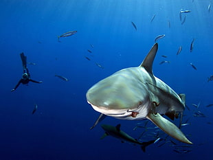 gray shark, shark, underwater, fish, sea HD wallpaper