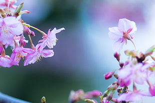 pink petaled flowers, flowers, nature, macro, colorful