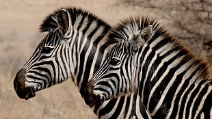 two zebra standing beside each other HD wallpaper