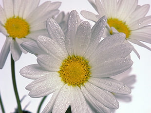 macro shot photography of white Oxeye Daisy flower with water dew HD wallpaper