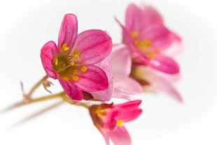 pink Freesia flower in closeup photography HD wallpaper