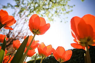 orange and green flower captured using DSLR camera with auto focus HD wallpaper