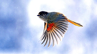 blue and red bird flying in sky HD wallpaper