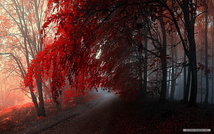 red leafed tree, forest, nature, red, fall HD wallpaper