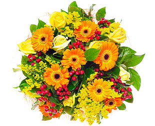 orange oriental gerbera flowers