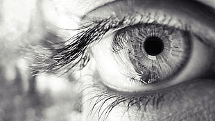 grayscale photo of human eye HD wallpaper