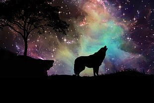 wolf with sky phenomenon silhouette photograph HD wallpaper