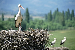 closeup photography of White stork HD wallpaper