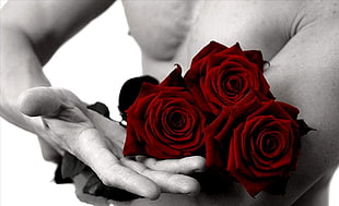 grayscale photo of topless man holding three red roses HD wallpaper