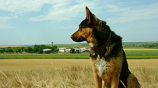 adult German Shepherd at the rural area HD wallpaper
