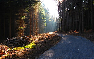 tall trees, forest, road, trees