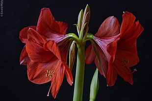 red Hibiscus flowers HD wallpaper