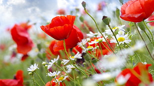 red and yellow petaled flower, flowers, poppies, red flowers HD wallpaper