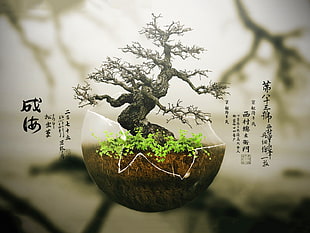 gray bonsai, bonsai, plants, typography, digital art HD wallpaper