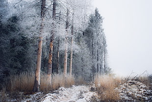 pine trees, winter, snow, landscape, trees HD wallpaper