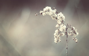 white cluster flowers, nature, plants