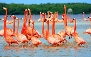 three brown wooden horse carriage, animals, flamingos, lake, nature