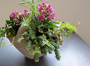 pink petaled flowers and green succulents