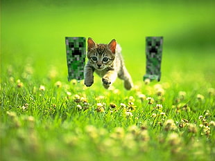 brown tabby kitten chased by two Minecraft creepers at flower field