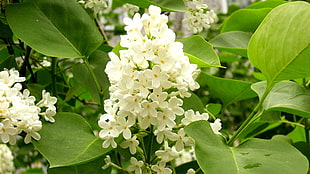 white petaled flowers