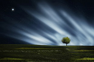 green tree in grass field