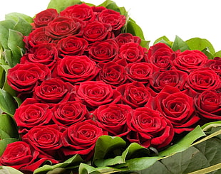 red roses