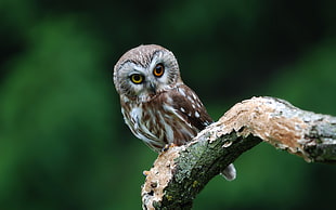 white and brown Owl on top brown wood branch HD wallpaper
