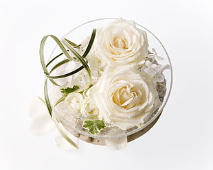 photo of white rose flower in clear glass bowl HD wallpaper