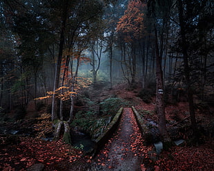 high-angle photo of bridge surrounded of trees