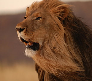 brown lion, animals, lion