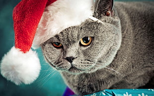gray short fur cat with Santa Claus hat HD wallpaper