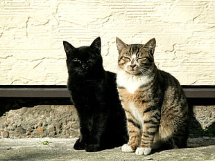 black cat and gray tabby cat HD wallpaper