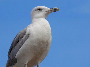 white and gray bird figurine, nature