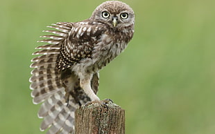 brown and gray bird