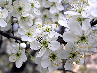 close-up photo of white petaled flower