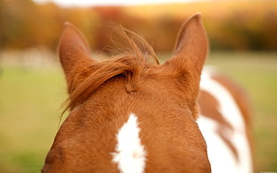 brown and white horse, horse, animals