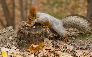 brown and gray squirrel on top of tree stump