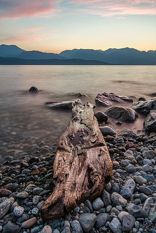 brown wood log near body of water during daytime