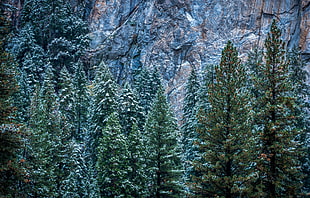 pine trees at daytime HD wallpaper